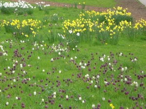 Fritillaria 'Meleagris'_0008.JPG